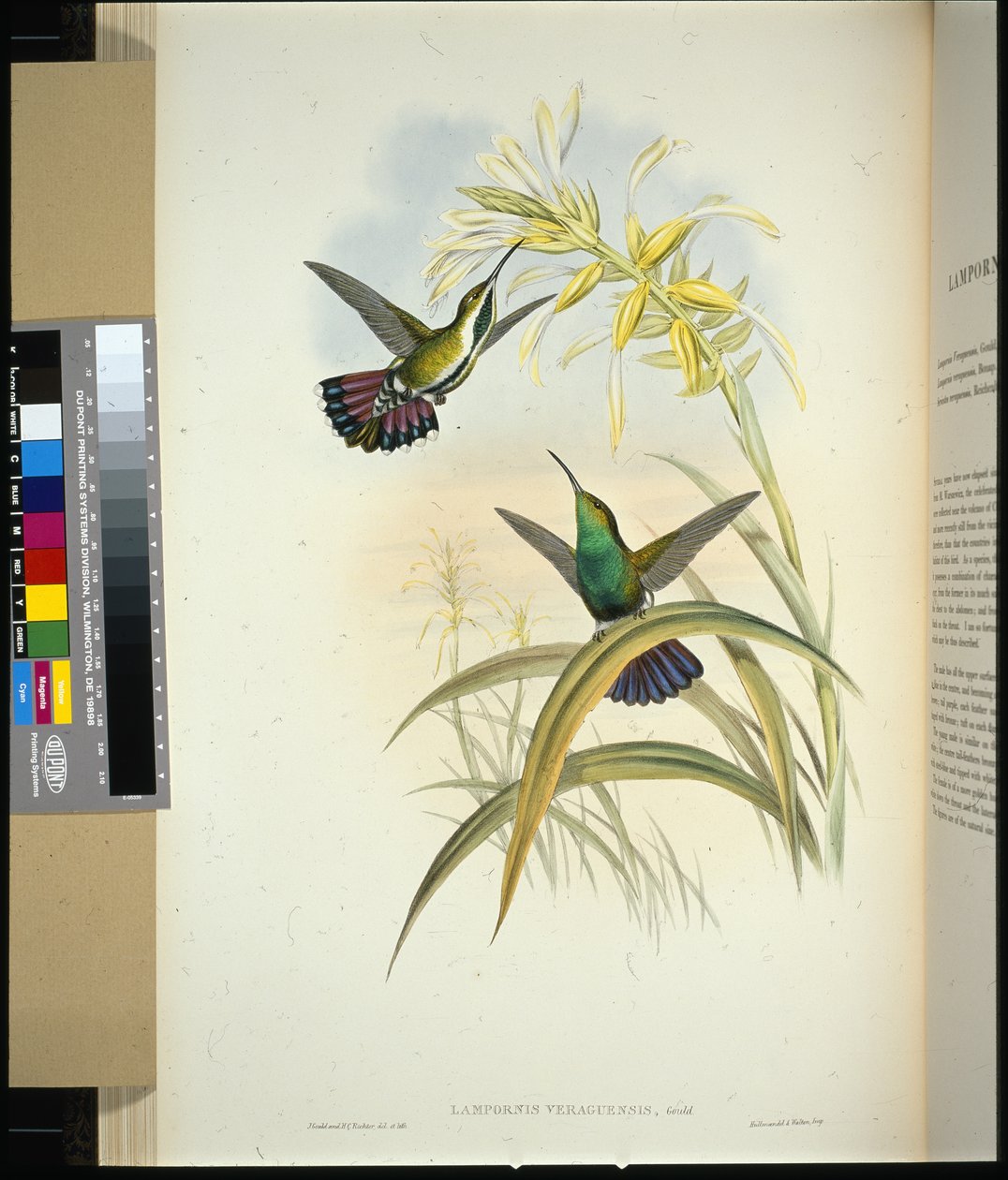 Veraguan Mango (lampornis veraguensis) (håndfarvet litho) af John (after) Gould