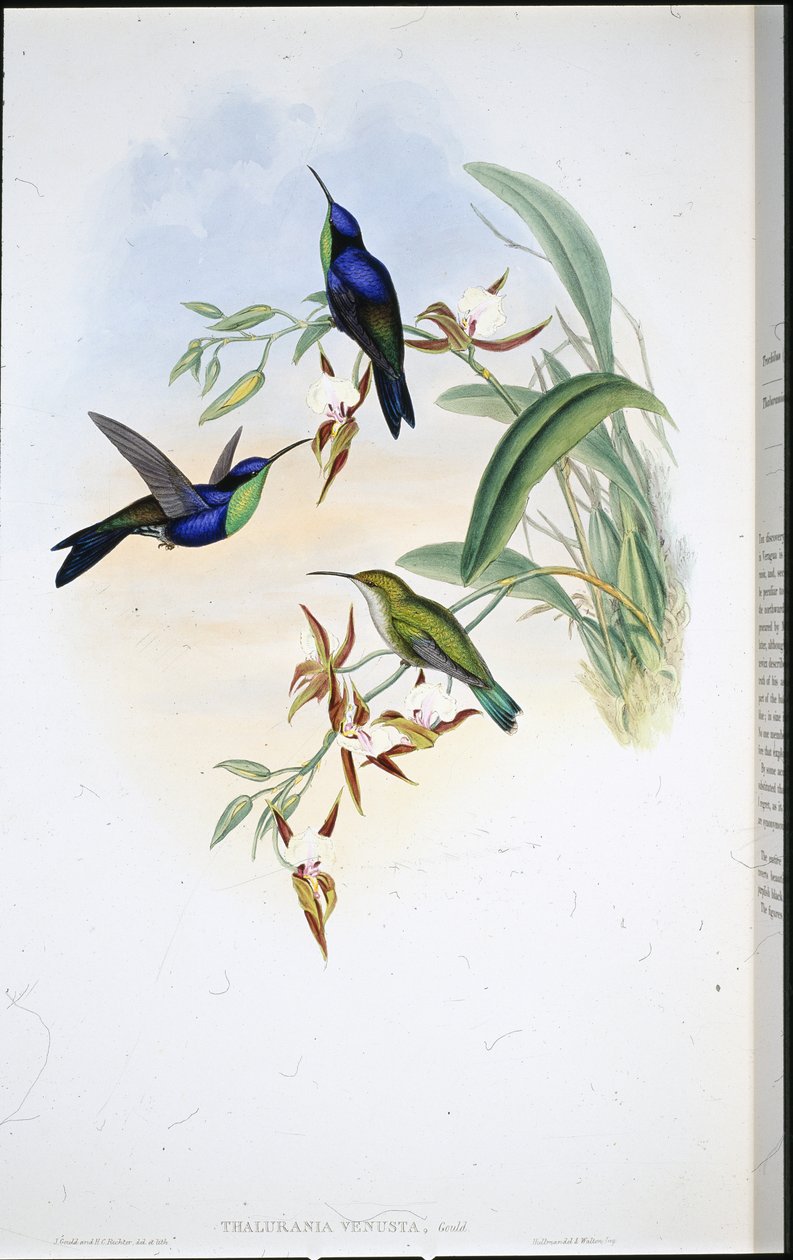 Veraguan Panoplites (Thalurania Venusta) af John (after) Gould