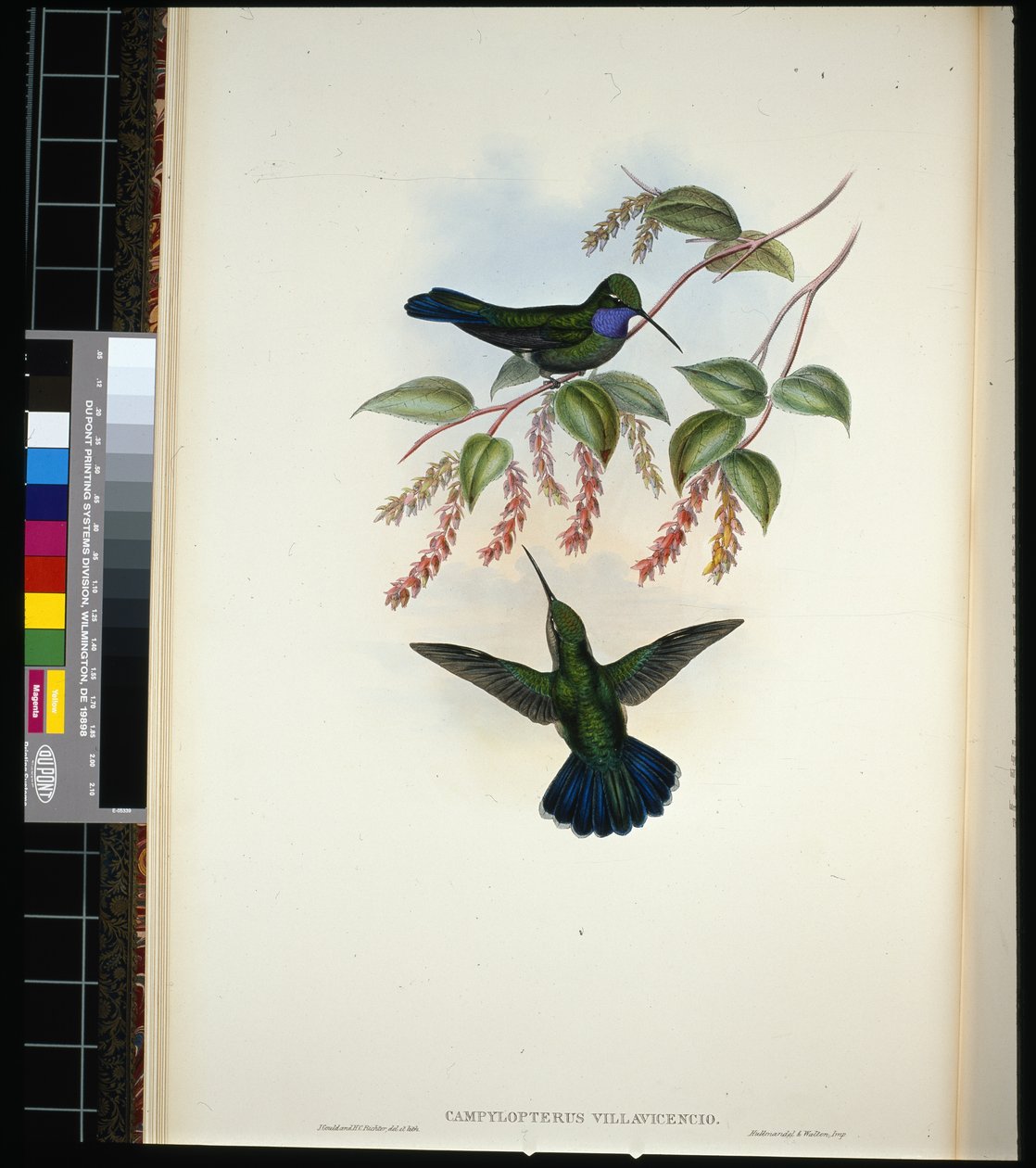 Villavicencios sabelvinge (campylopterus villavicencio) (håndfarvet litho) af John (after) Gould