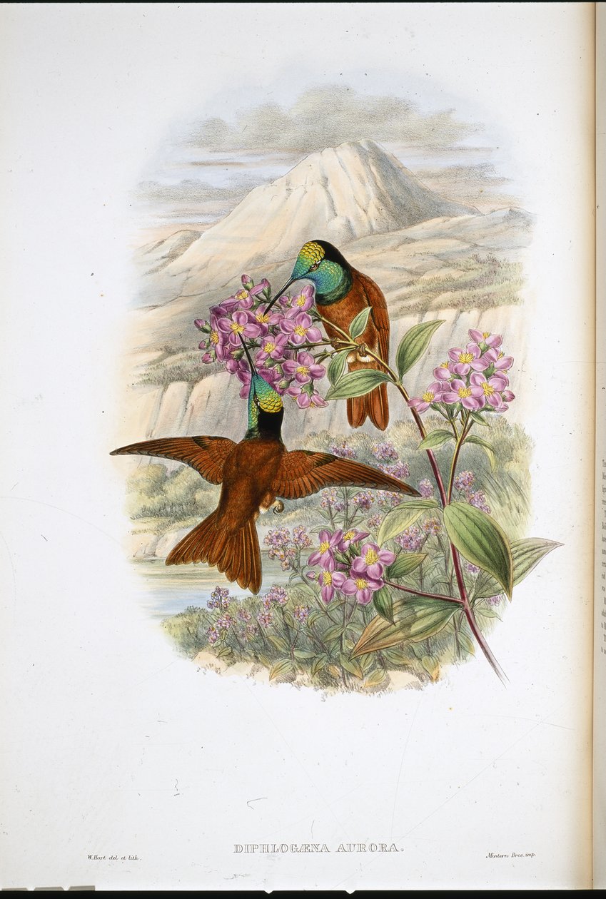 Warszewiczs regnbuekolibri (Diphlogaena Aurora) (håndfarvet litho) af John (after) Gould