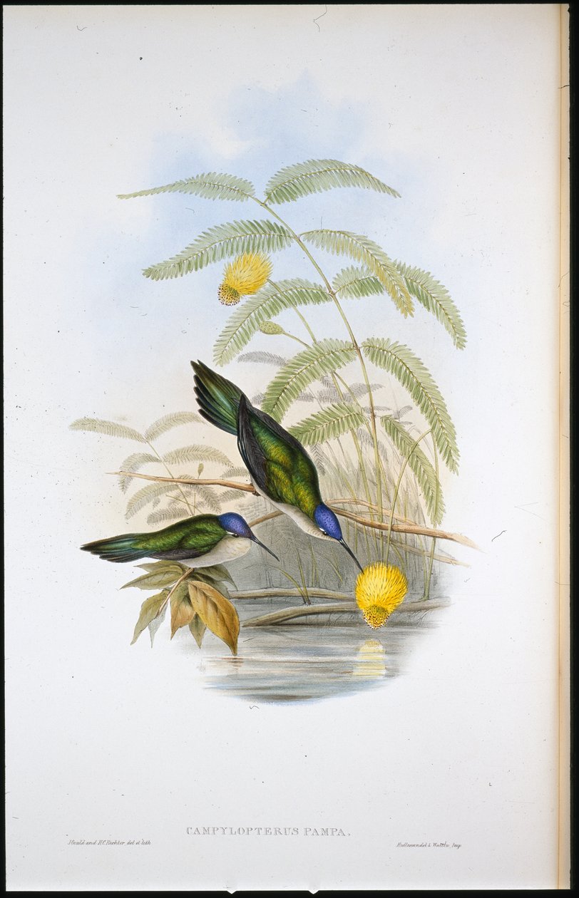 Kilehalet sabelvinge (Campylopterus Pampa) (håndfarvet litho) af John (after) Gould