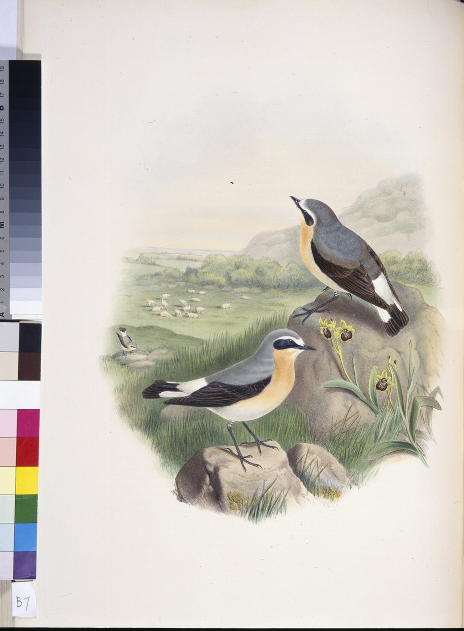 Hvedear (Oenanthe oenanthe) (håndfarvet litho) af John (after) Gould