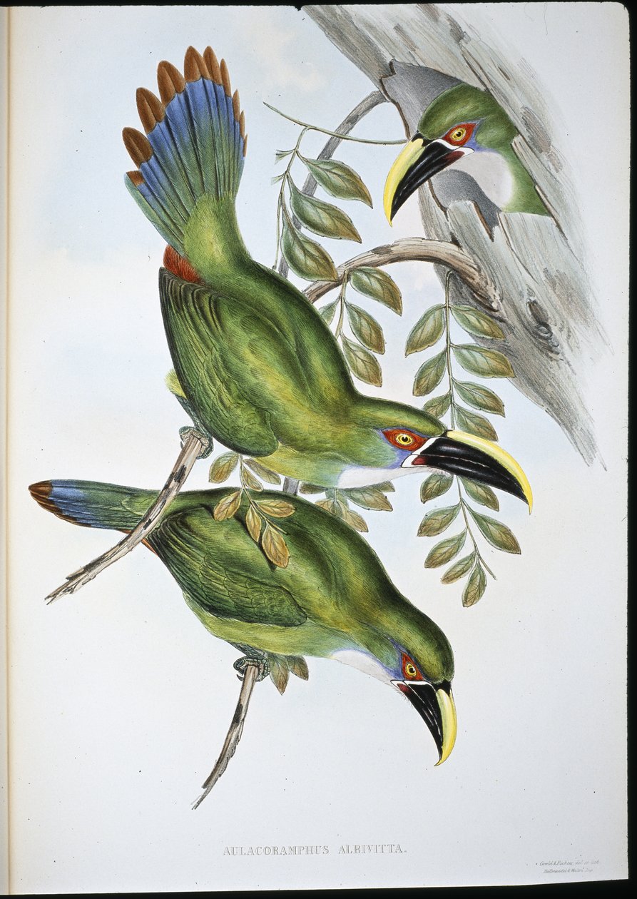 Hvidbåndet Groove-bill Toucan (Aulacoramphus Albivitta) (håndfarvet litho) af John (after) Gould