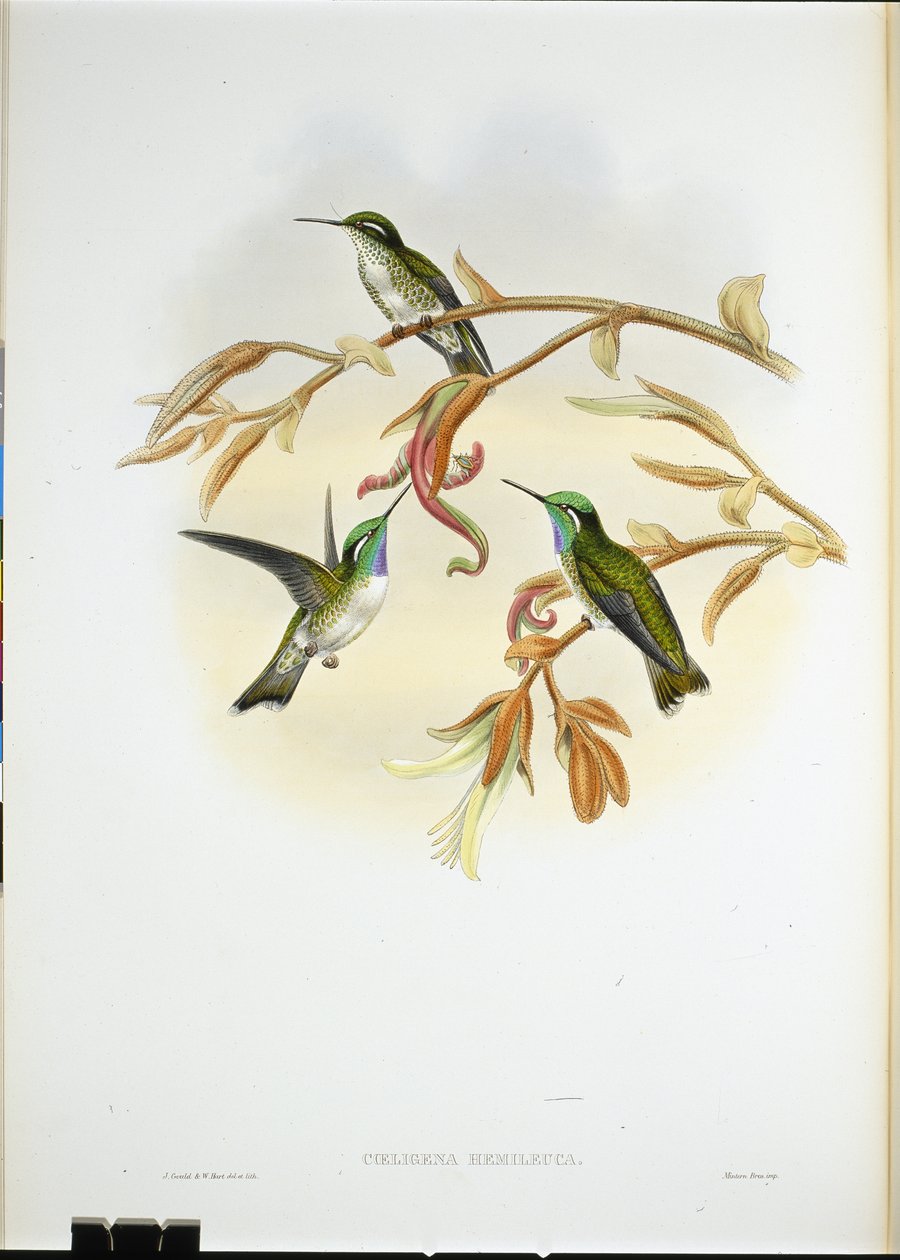 Hvidbuget Cacique kolibri (Coeligena Hemileuca) (håndfarvet litho) af John (after) Gould