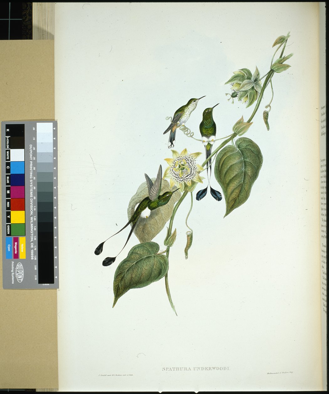 Hvidstøvlet Racket-hale (spathura Underwoodi) (håndfarvet litho) af John (after) Gould