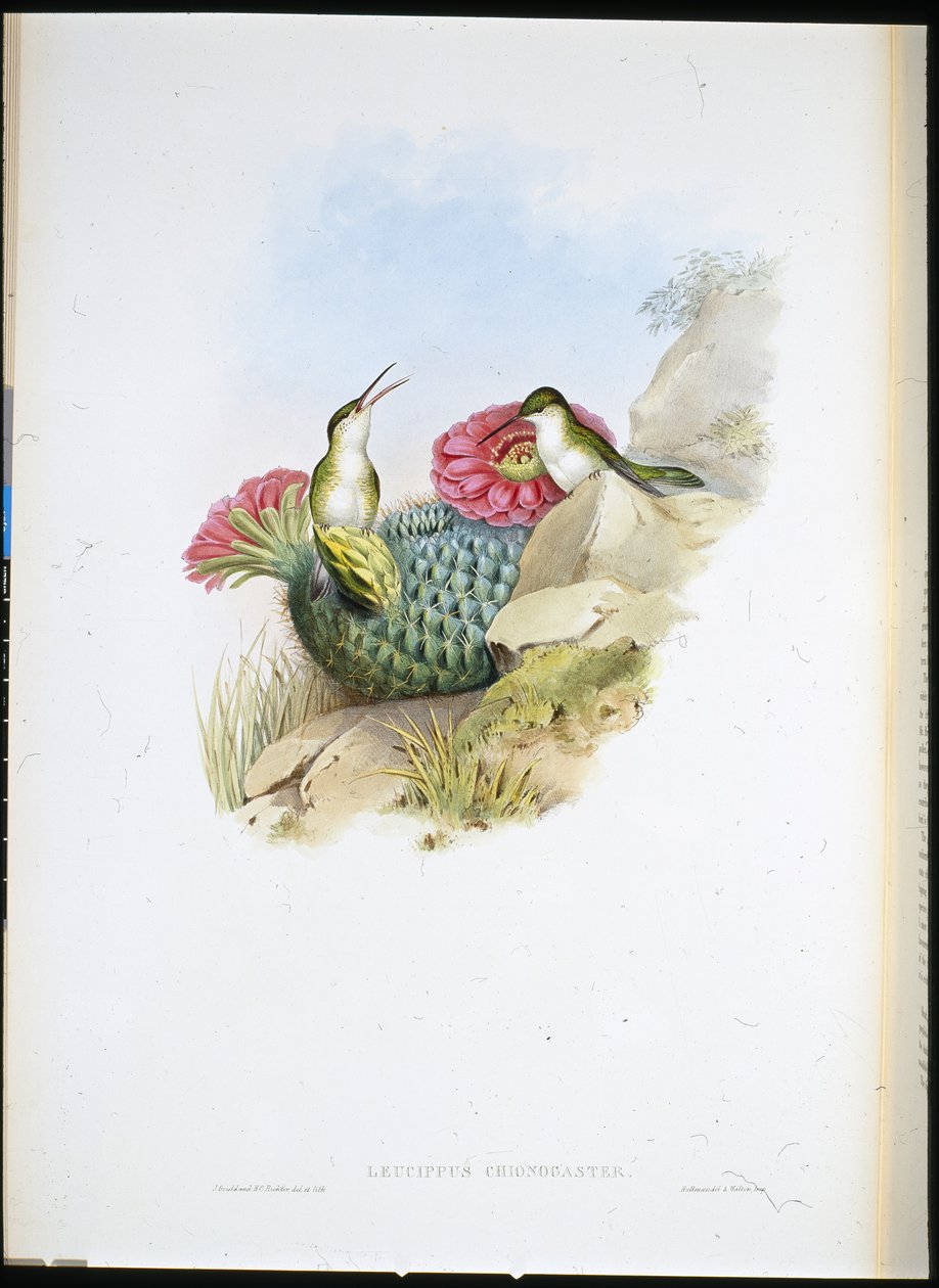 Hvidbarmet Leucippus (leucippus chionogaster) (håndfarvet litho) af John (after) Gould