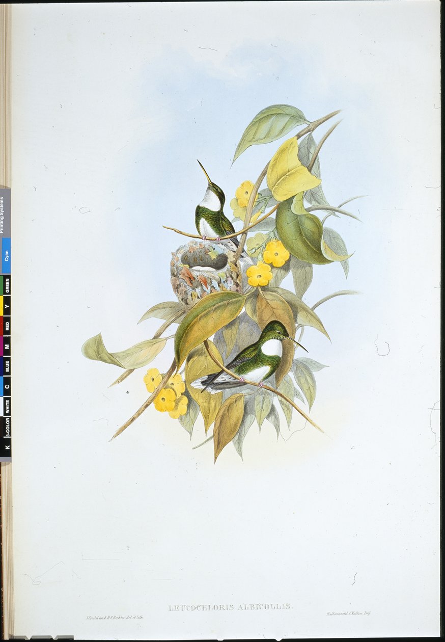 Hvidstrube (Leucochloris Albicollis) (håndfarvet litho) af John (after) Gould