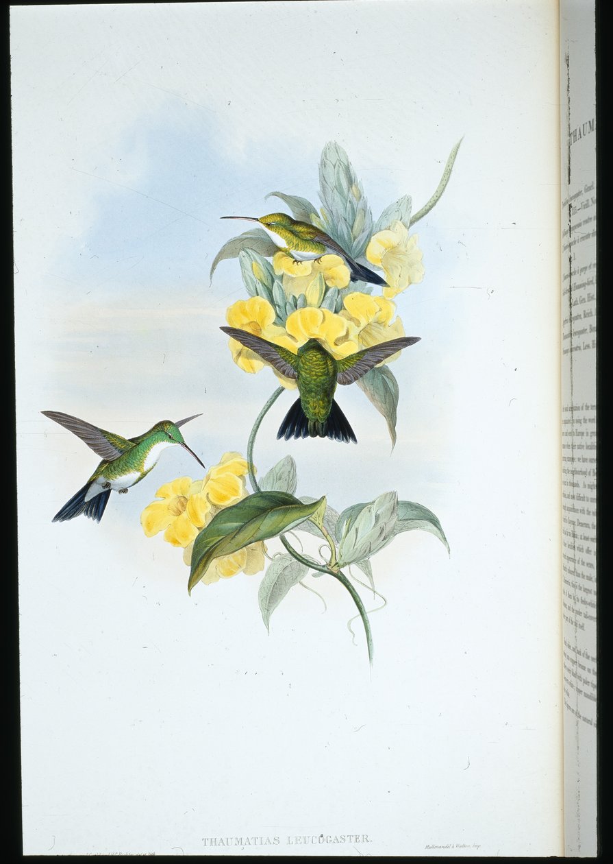 Hvidstrubet smaragd (Thaumatias Leucogaster) (håndfarvet litho) af John (after) Gould