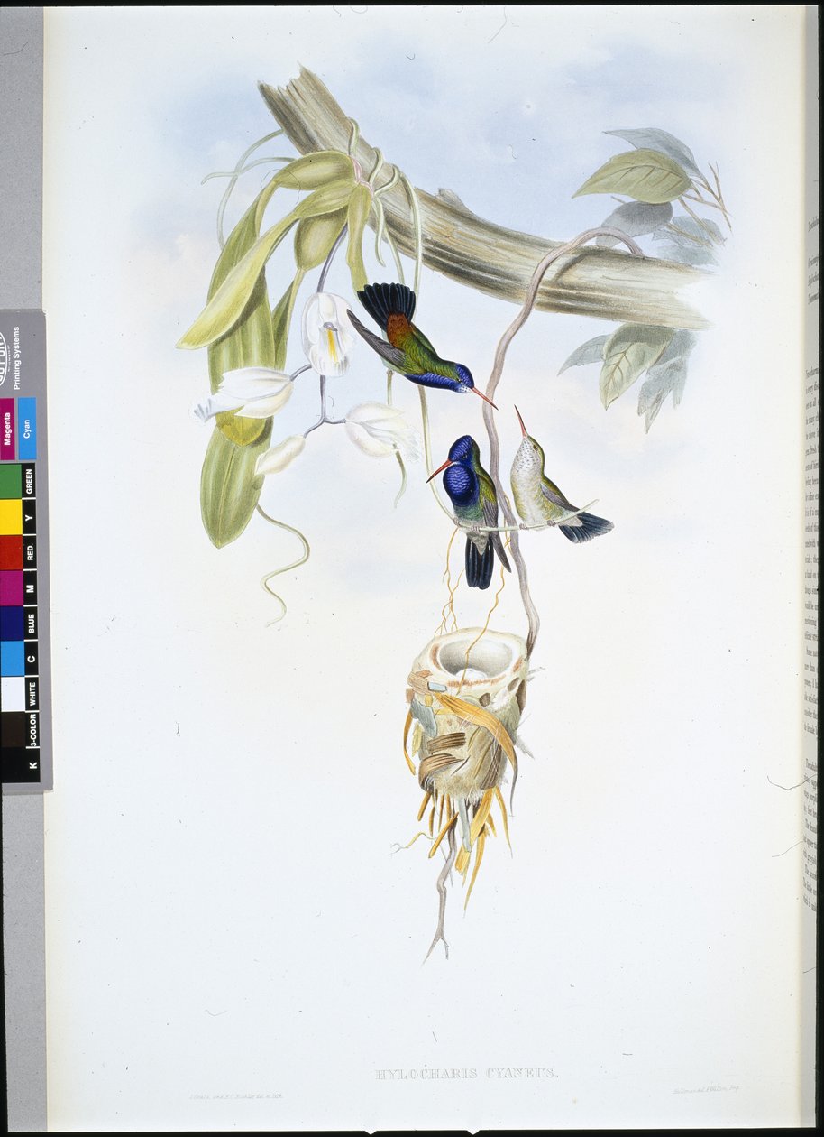 Hvidstrubet safir (Hylocharis Cyaneus) (håndfarvet litho) af John (after) Gould