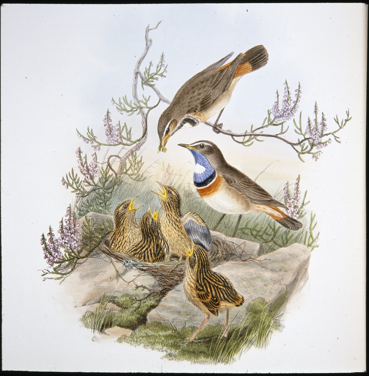 Hvidstrubet blåbryst (Cyanecula Leucocyana) (håndfarvet litho) af John (after) Gould