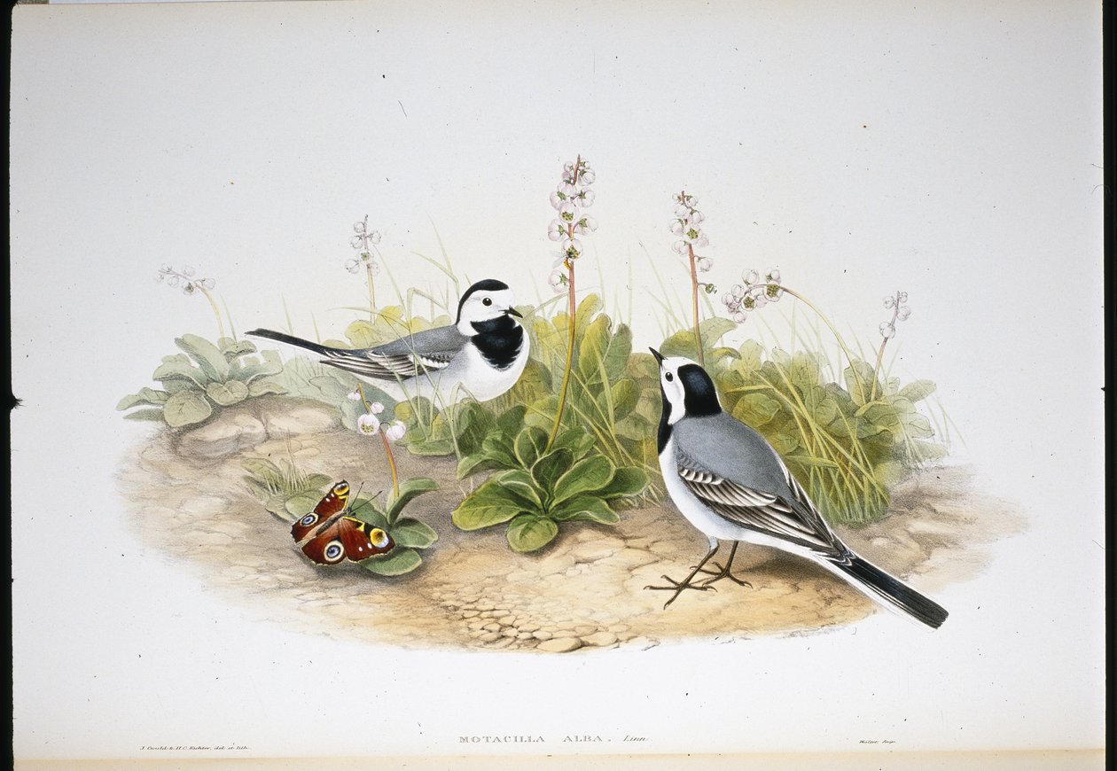 Hvid vipstjert (Motacilla Alba) (håndfarvet litho) af John (after) Gould