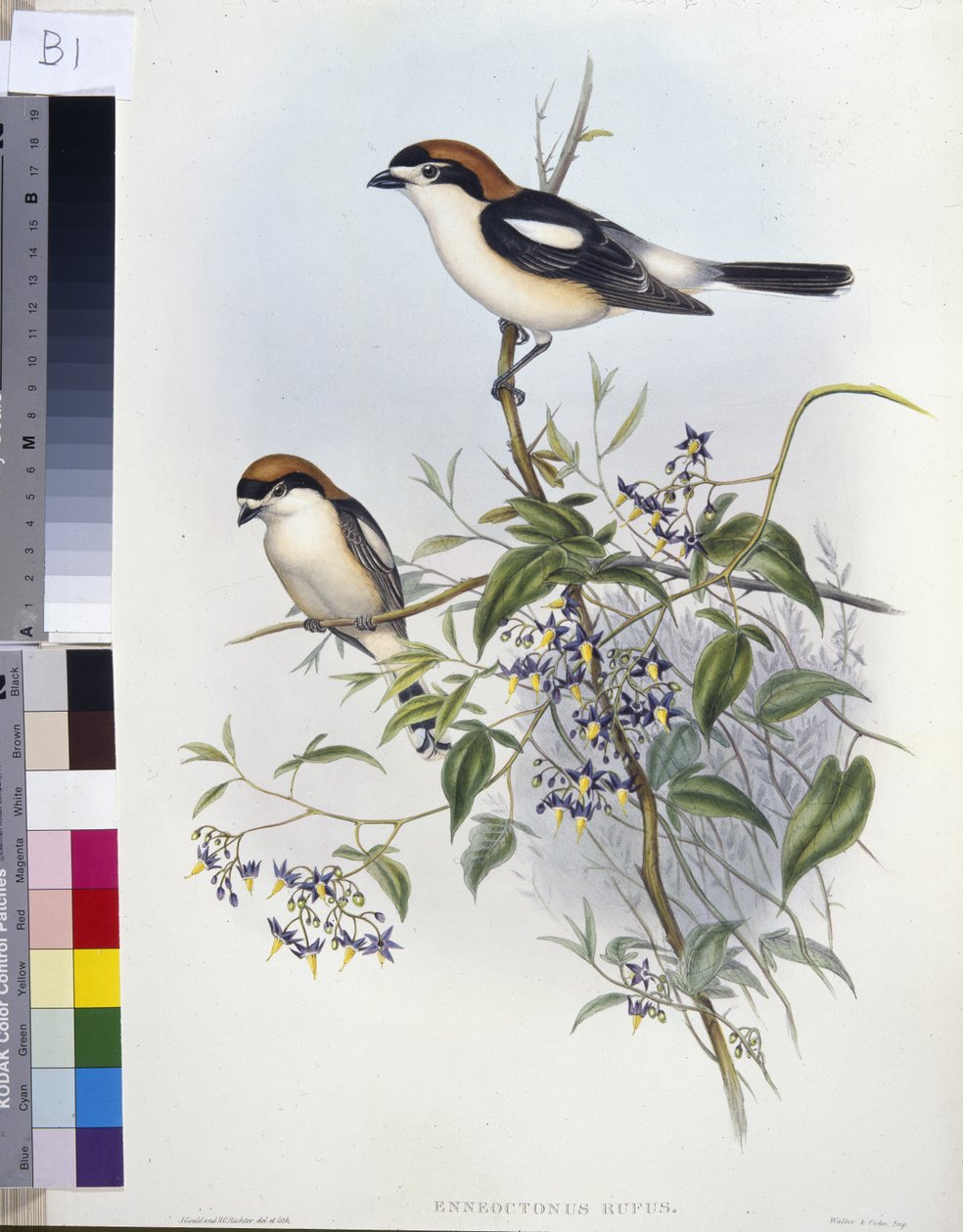Skovsnakkeskrike (Enneoctonus Rufus) (håndfarvet litho) af John (after) Gould