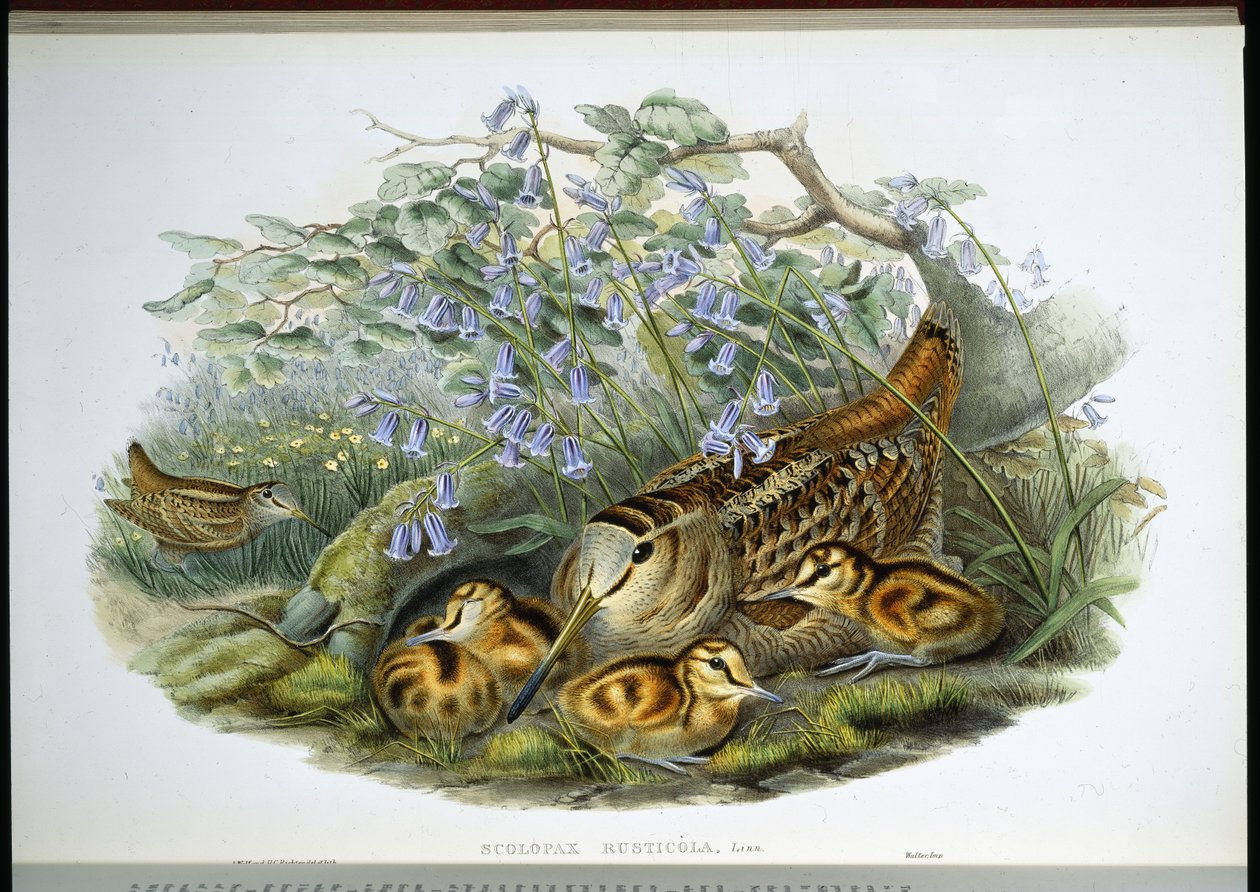 Skovsneppe (Scolopax Rusticola) (håndfarvet litho) af John (after) Gould