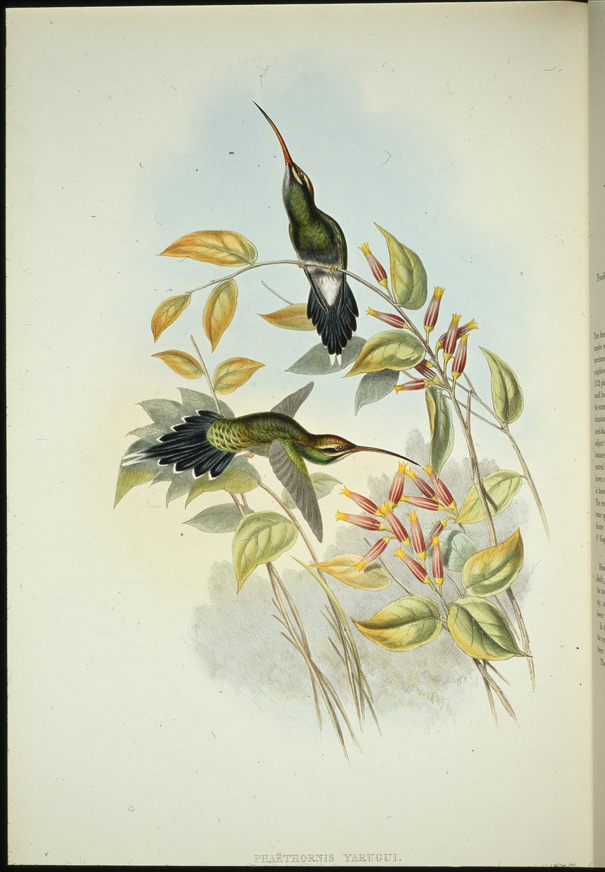 Yarquian Eremit (Phaerthornis Yarugui) (håndfarvet litho) af John (after) Gould