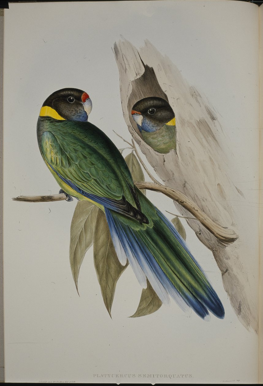 Gulkraveparakit (Platycercus Semitorquatus) (håndfarvet litho) af John (after) Gould