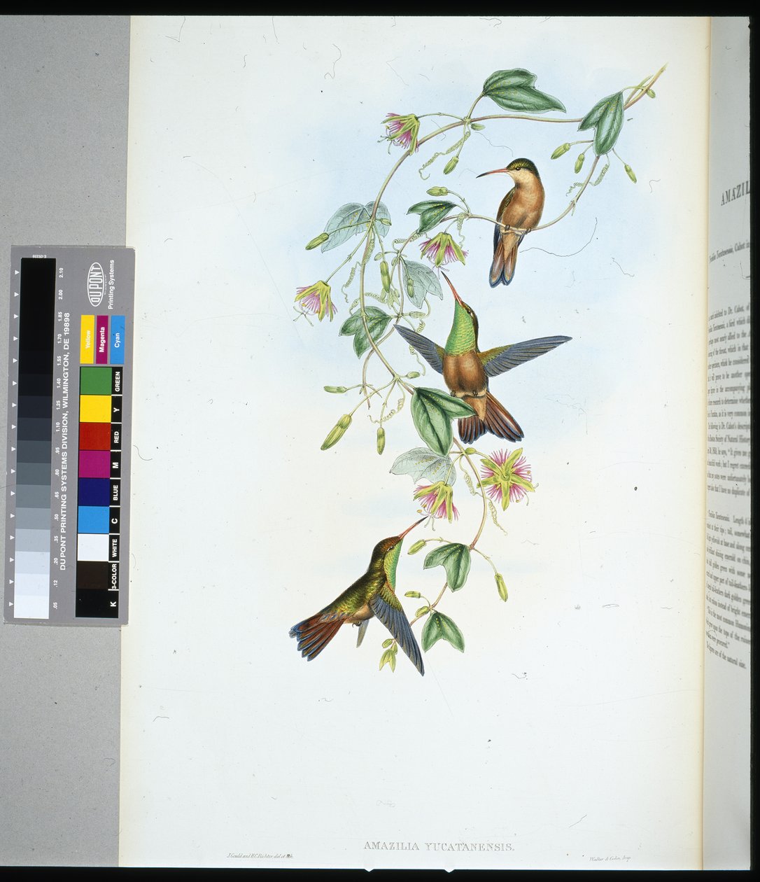 Yucatan Amazili (amazilia yucatanensis) (håndfarvet litho) af John (after) Gould