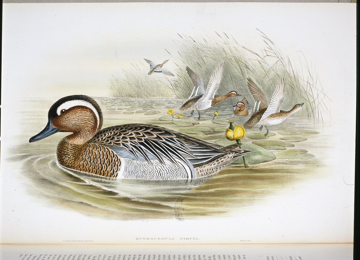Querquedula Circia (håndfarvet litho) af John (after) Gould