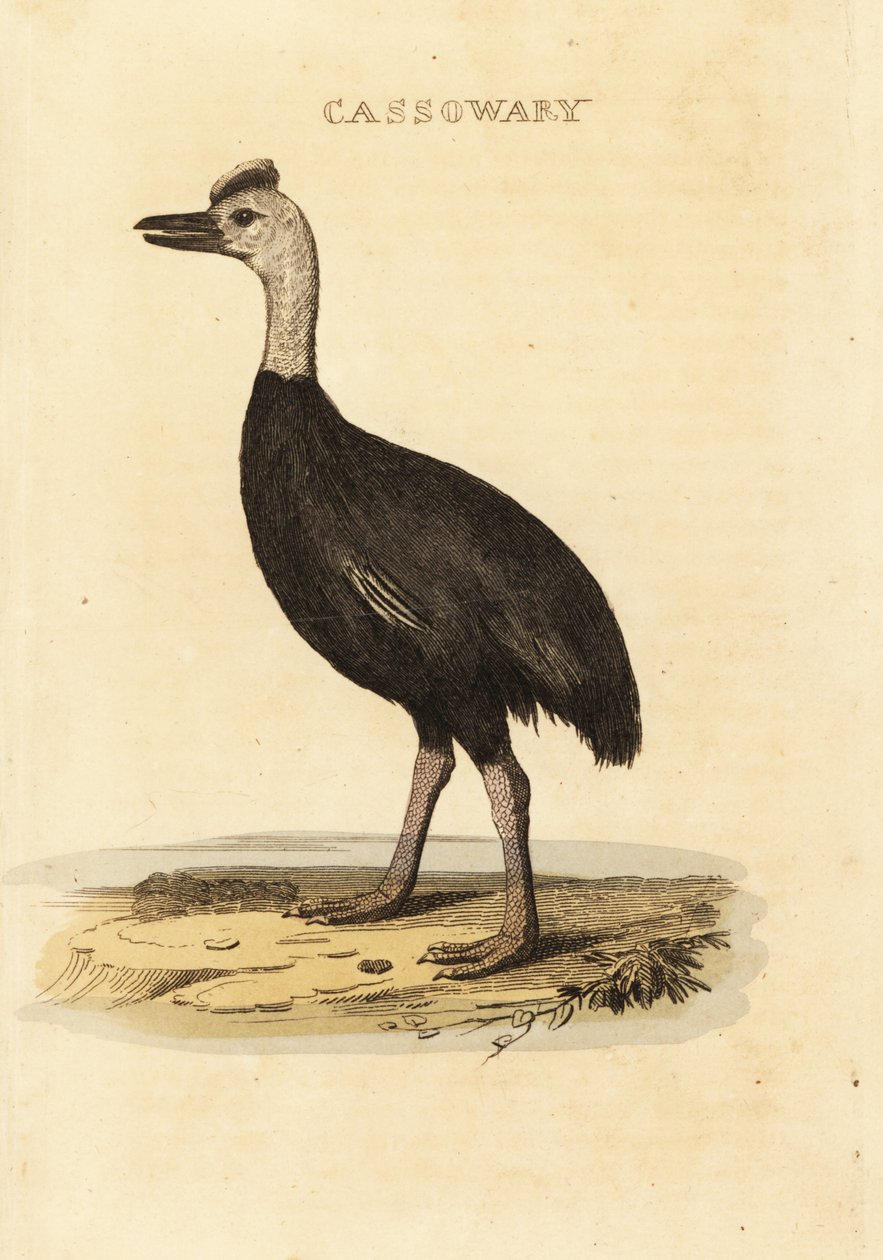 Sydlig kasuar, Casuarius casuarius af John (after) Latham