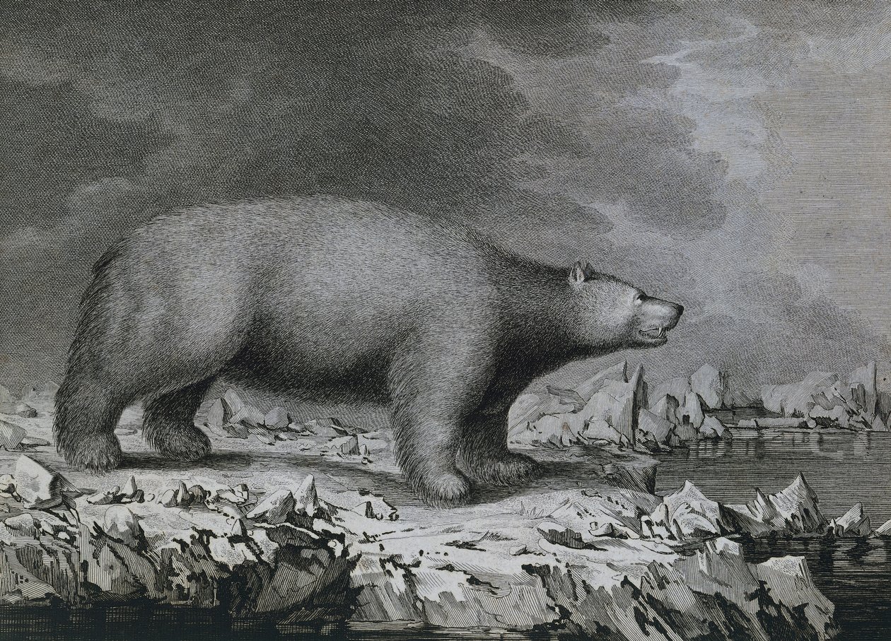 Isbjørn, gravering af Peter Mazel efter tegning af John Webber (1750-1793) lavet under James Cooks tredje rejse af John (after) Webber