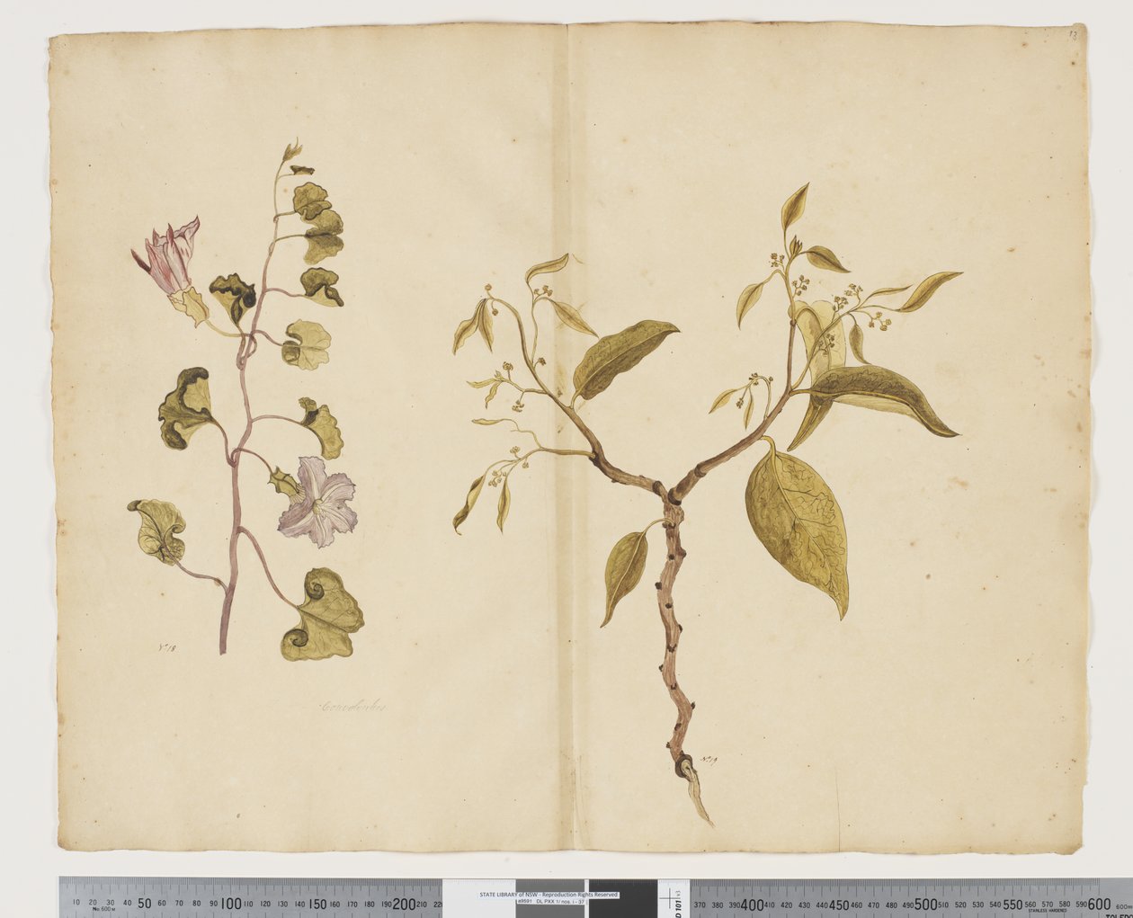 F.13 Ipomea Pes, ged; Celtis paniculata, ca. 1790-95 (akvarel og blæk på papir) af John (attr. to) Doody