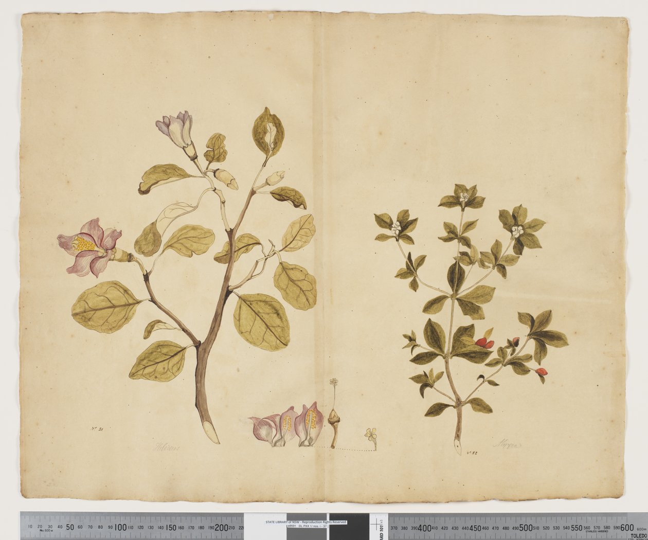 F.15 Lagunaria Patersonia; Alyxia gynopogon, ca. 1790-95 (akvarel og blæk på papir) af John (attr. to) Doody