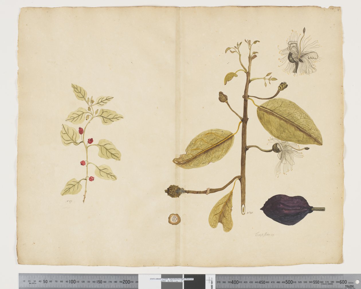 F.18 Tetragonia implexicom; Caparis nobilis 