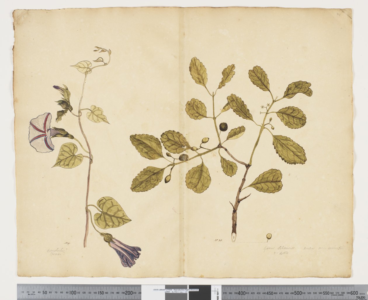 F.24 Ipomoea congesta; Elaeodendron curtipendulum, ca. 1790-95 (akvarel og blæk på papir) af John (attr. to) Doody