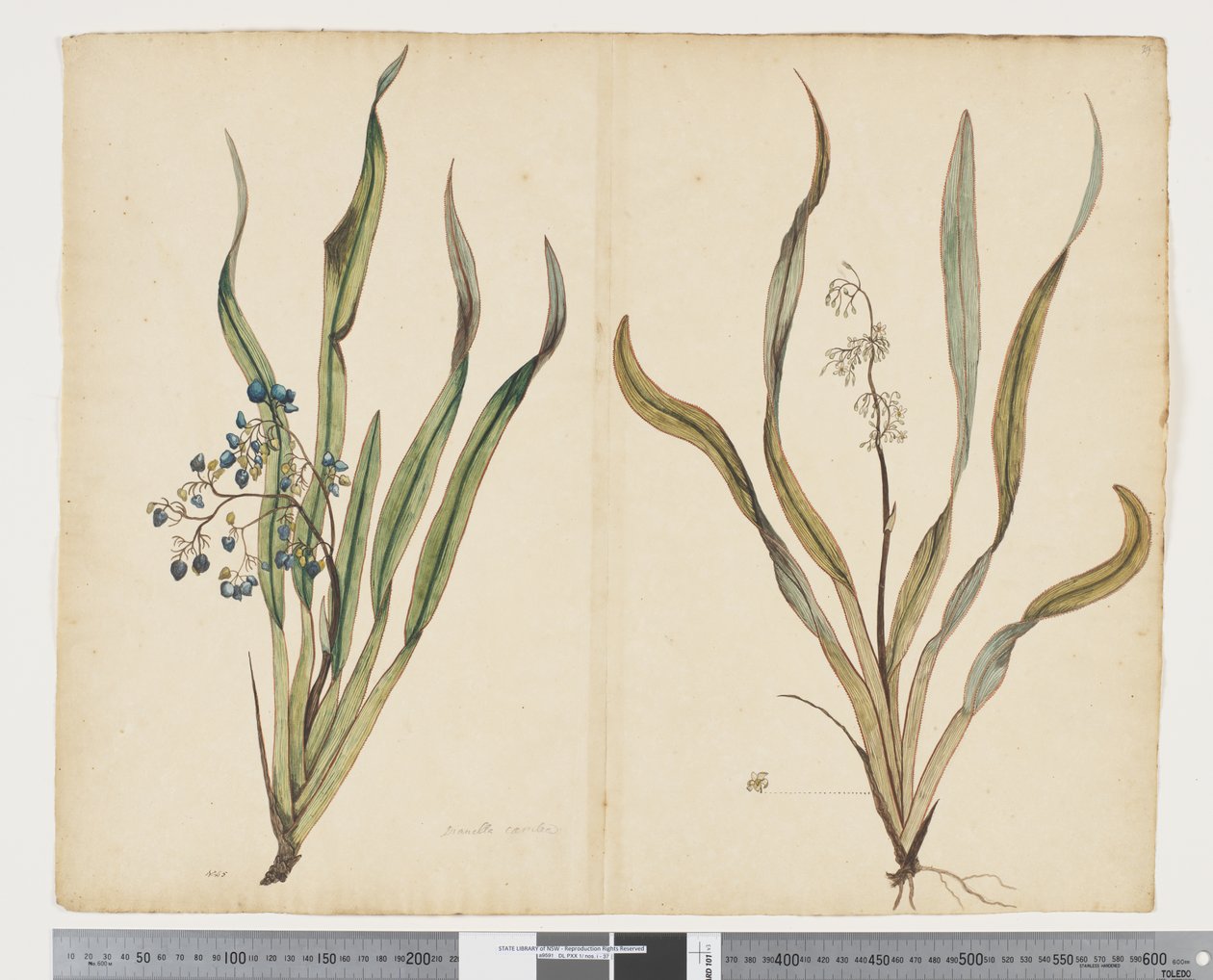 F.29 Dianella intermedia, ca. 1790-95 (akvarel og blæk på papir) af John (attr. to) Doody