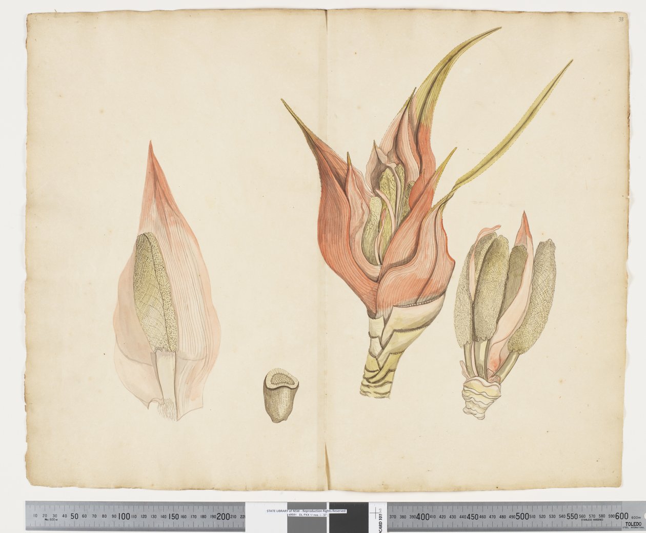 F.33 Freycinetia baueriana, ca. 1790-95 (blæk og akvarel på papir) af John (attr. to) Doody