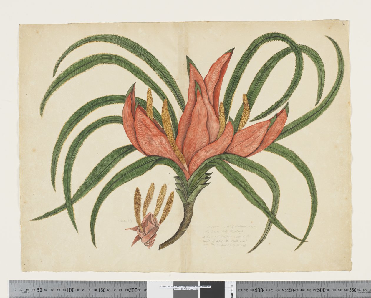 F.36 Freycinetia baueriana, ca. 1790-95 (akvarel og blæk på papir) af John (attr. to) Doody
