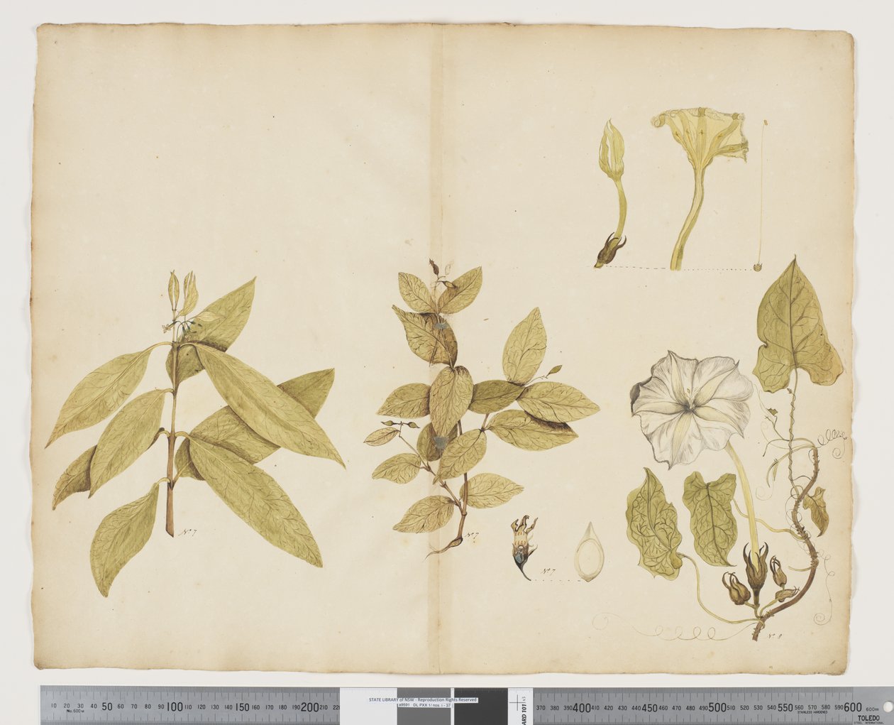 F.6 Wikstroemia Australis; Ipomea, ca. 1790-95 (akvarel og blæk på papir) af John (attr. to) Doody
