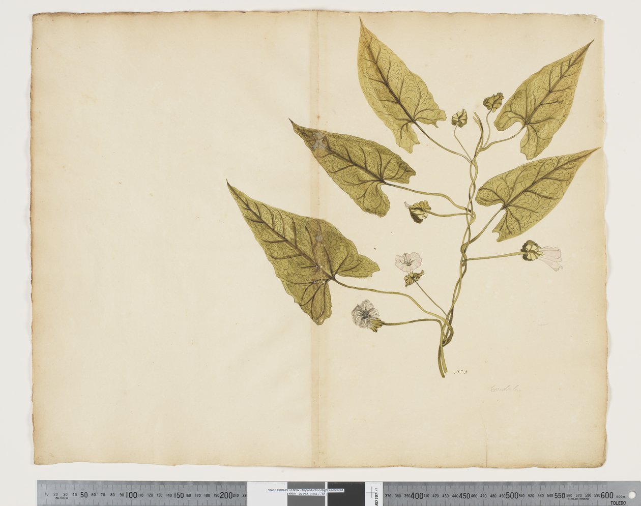 F.7 Calystegia affinis, ca. 1790-95 (akvarel og blæk på papir) af John (attr. to) Doody