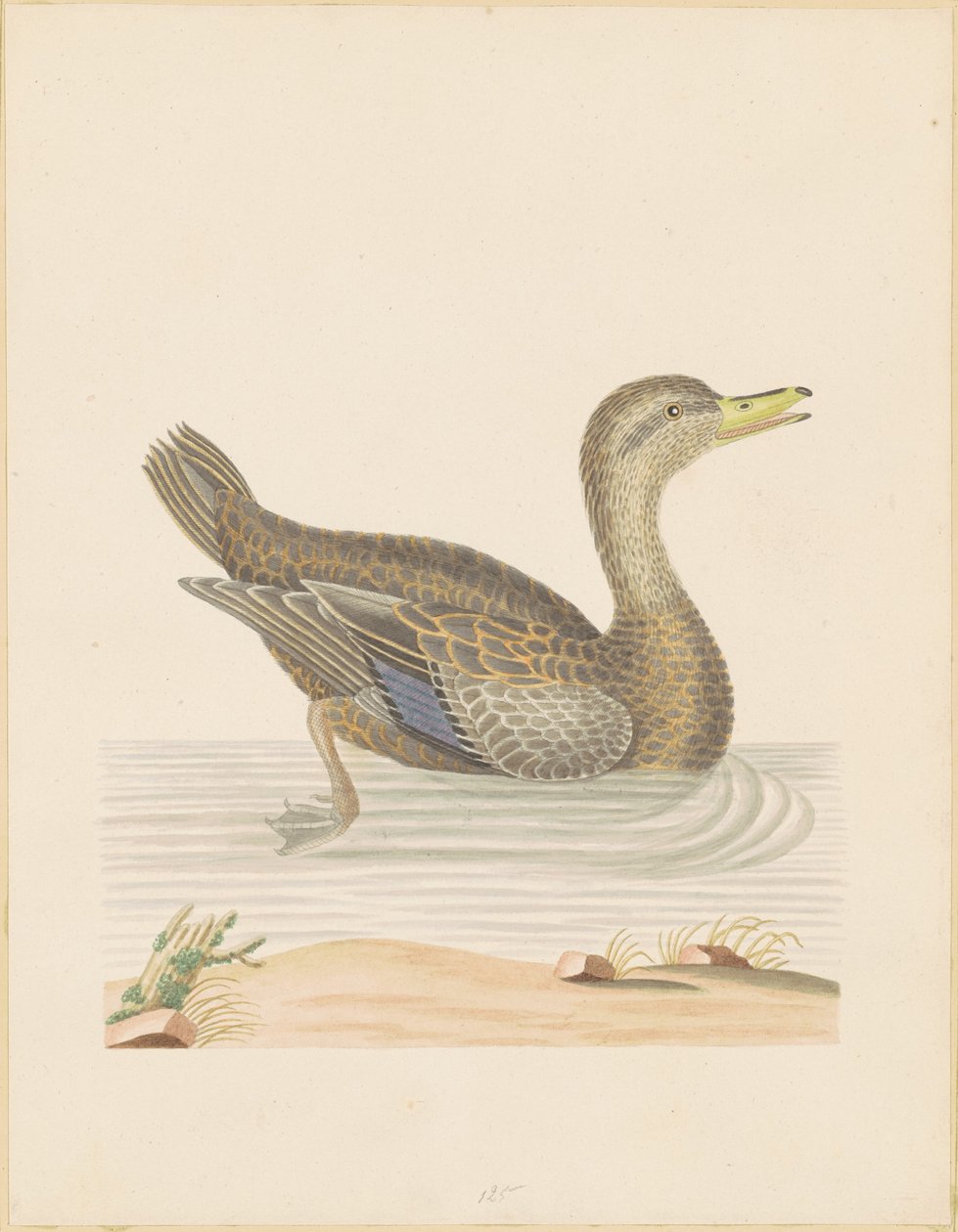 Roan Duck af John Abbot
