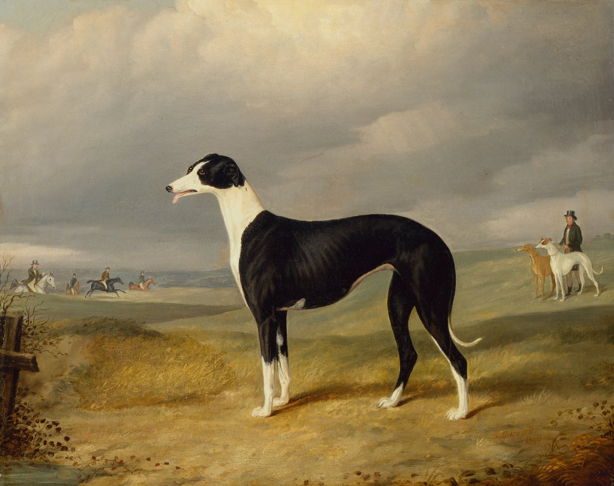 En sort og hvid Greyhound i et åbent landskab af John Barwick