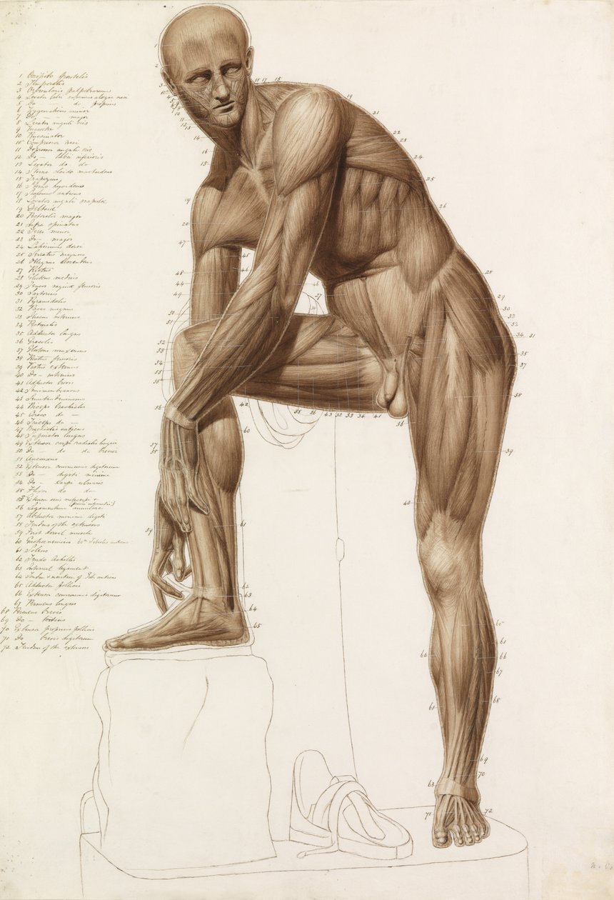 Anatomical Study: Human Musculature, in the Pose of Praxiteles "" Hermes Fastening his Sandal "dani af John Bathe