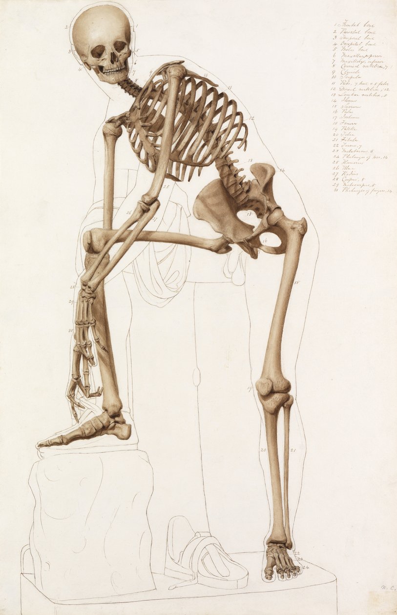 Anatomisk undersøgelse: det menneskelige skelet, i stillingen af Praxiteles" "Hermes fastgør sin sandal" af John Bathe