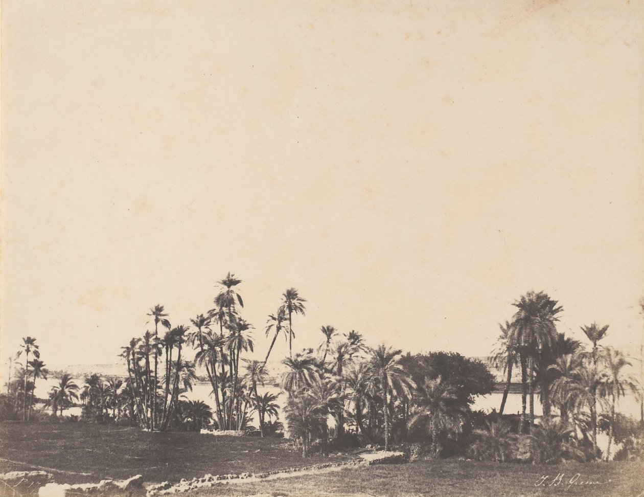 Undersøgelse af palmetræer, Nilens bredder, Kalabschi, 1853-54. af John Beasley Greene