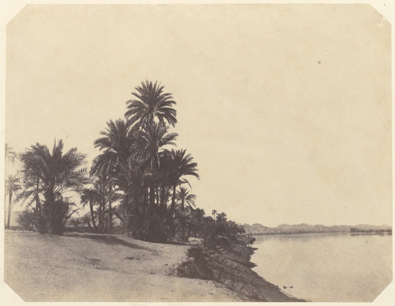 [Studier af daddelpalmer]. af John Beasley Greene