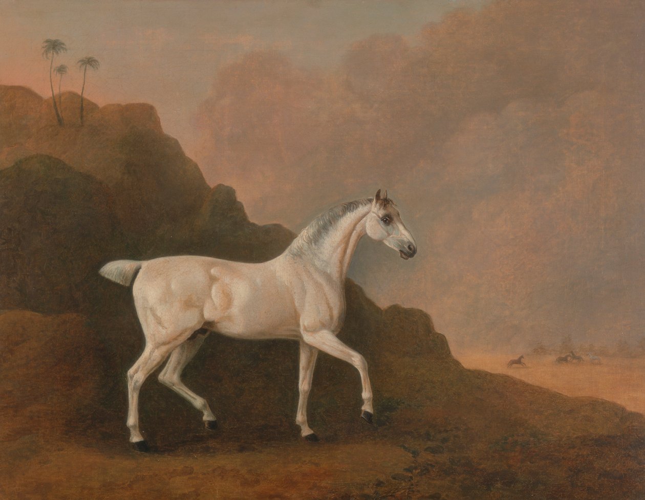 En grå arabisk hingst i et ørkenlandskab af John Boultbee