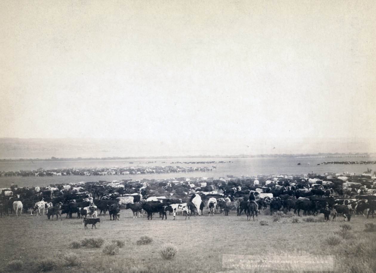 Cowboys, der hyrde kvæg, South Dakota ca. 1890 (s/h-billede) af John C. H. Grabill