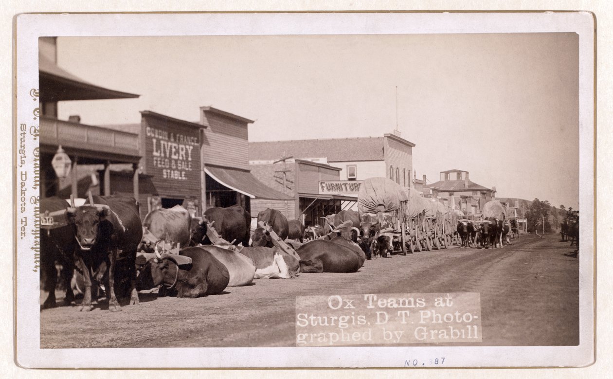 Oksehold i Sturgis, D.T., pub. 1887 - 1892 (foto) af John C. H. Grabill