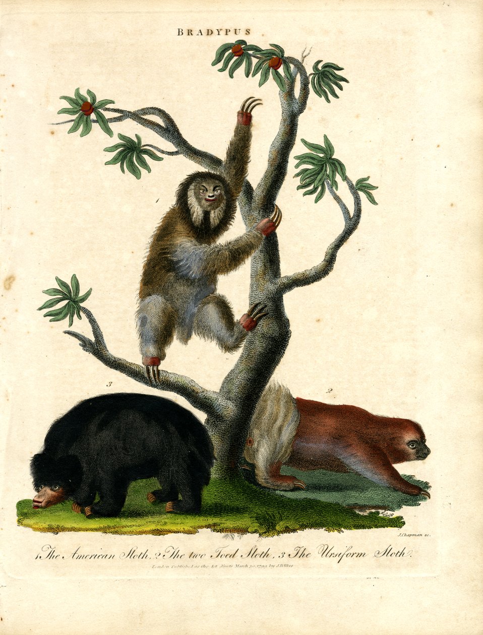 Dovendyr - Bradypus af John Chapman
