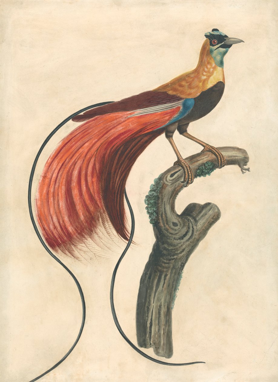 Red-Plumed Bird-of-Paradise (Paradise Apoda Raggiana), Sydøstlige New Guinea af John Collet