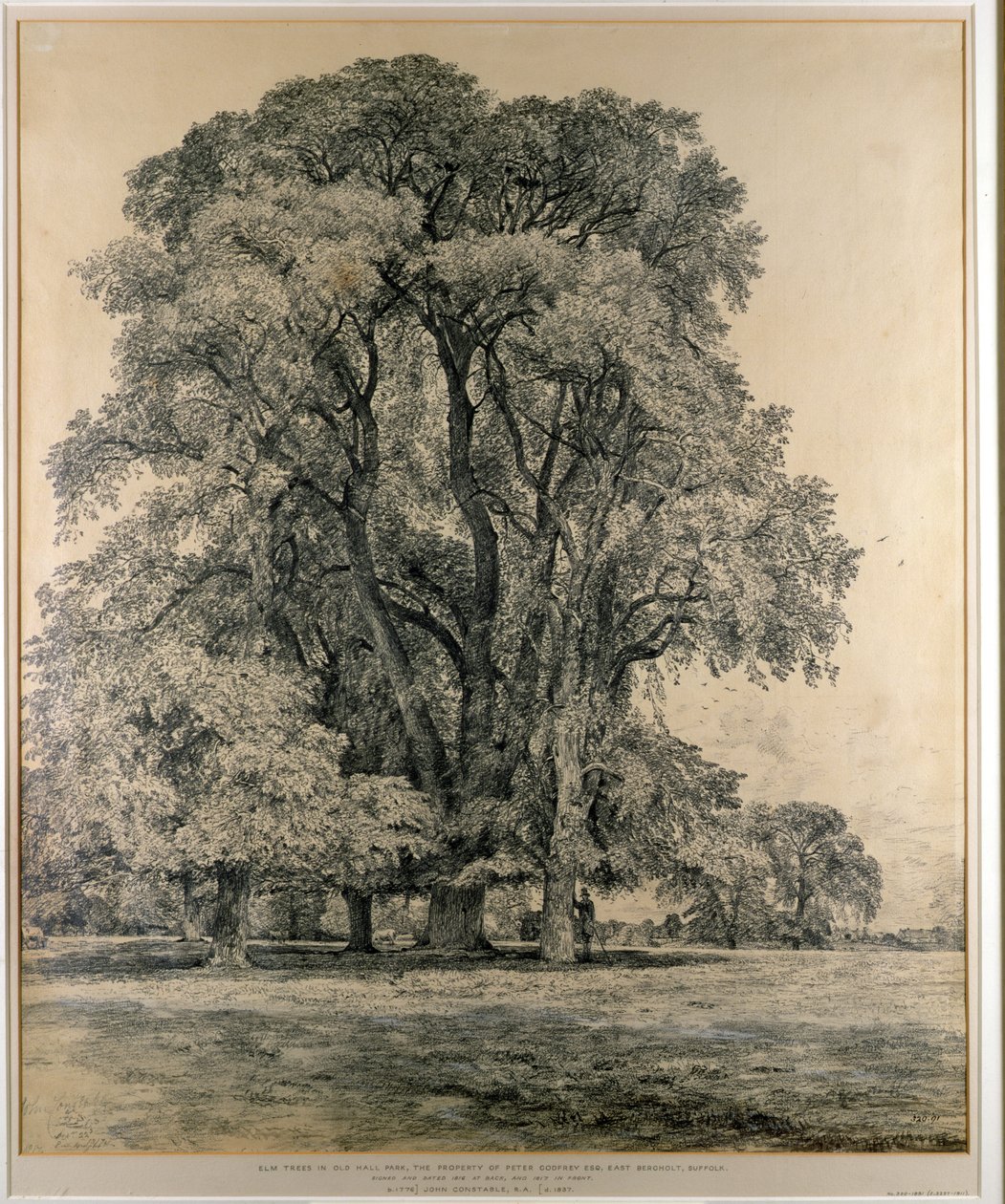 Elmetræer i Old Hall Park, East Bergholt, 1817 (blyant) af John Constable