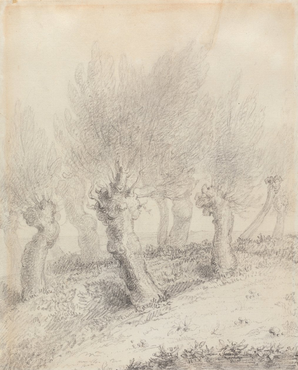 Kronbeskårne piletræer af John Constable