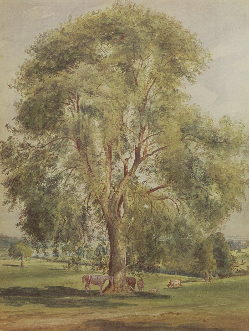 Træet (wc) af John Constable