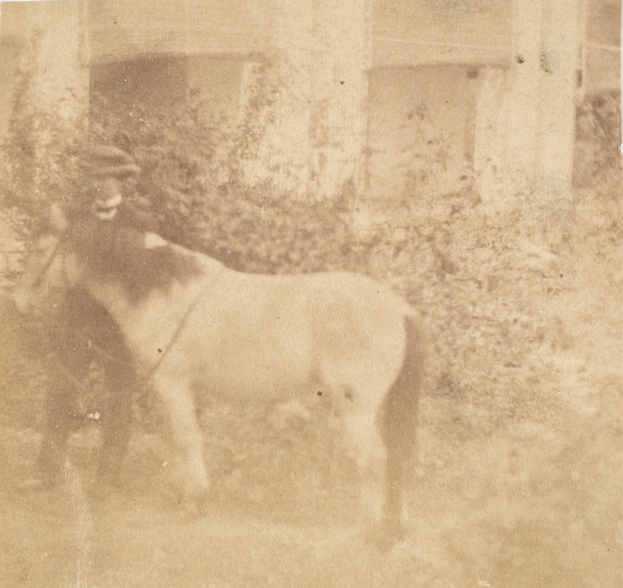 [Mand og Hest, Regeringshuset, Allahabad], 1858. af John Constantine Stanley