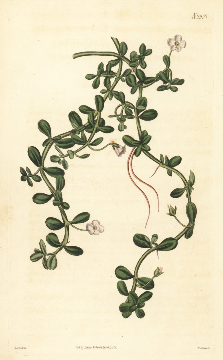 Brahmi eller vandisop, Bacopa monnieri af John Curtis