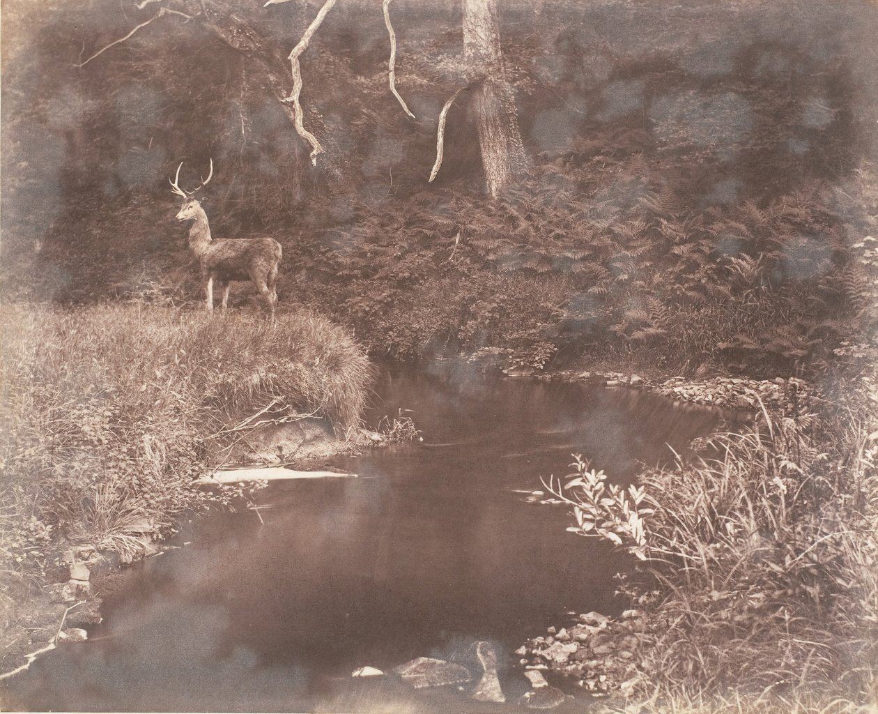 The Lewitha, 1853-56. af John Dillwyn Llewelyn