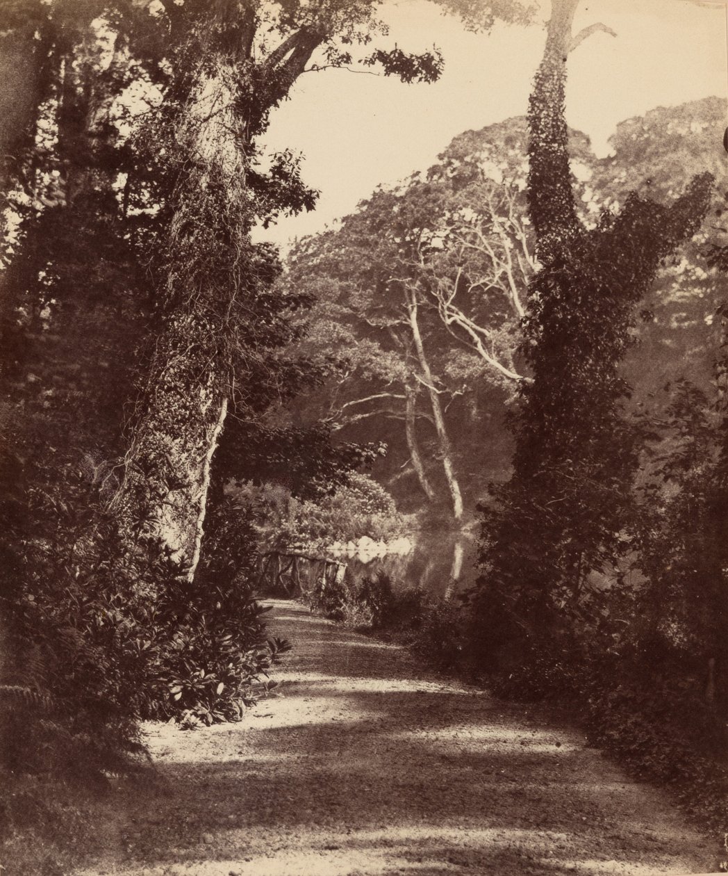 Den øvre sø, Penllergare Valley Woods, ca. 1852 (foto) af John Dillwyn Llewelyn